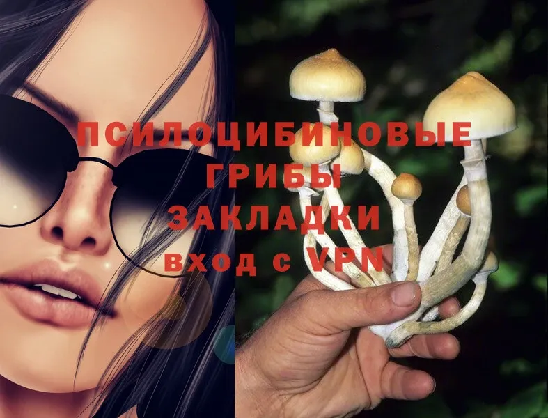 Псилоцибиновые грибы Psilocybine cubensis  Черногорск 